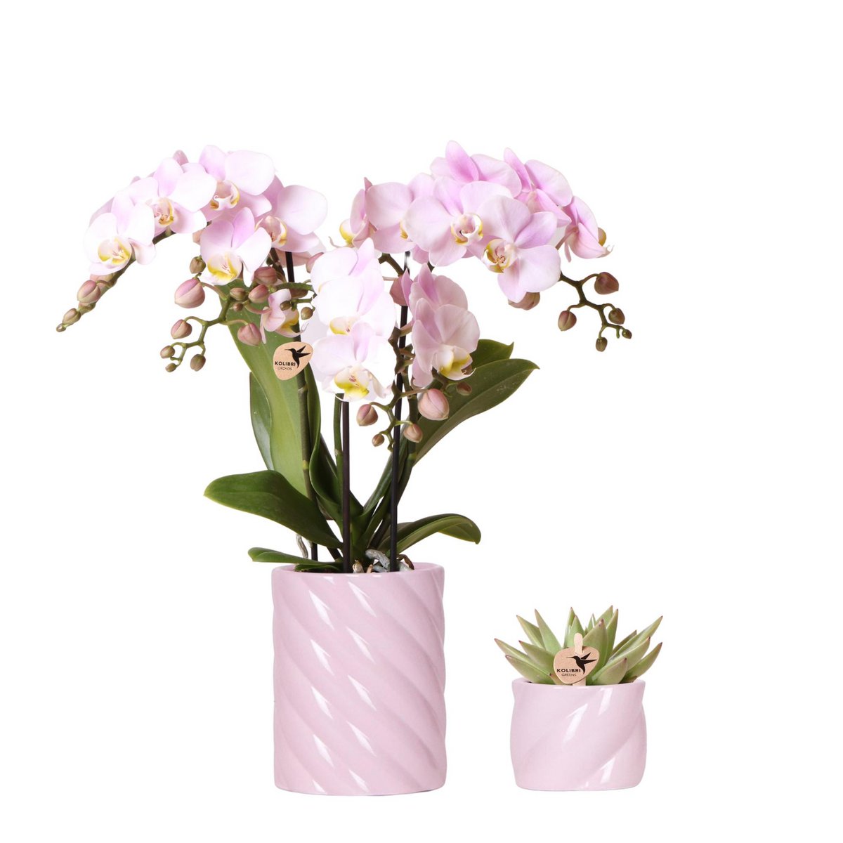 Anro Style Valentijn Set Roze Phalaenopsis Orchidee Portugal en Succulent incl. keramieken sierpotten