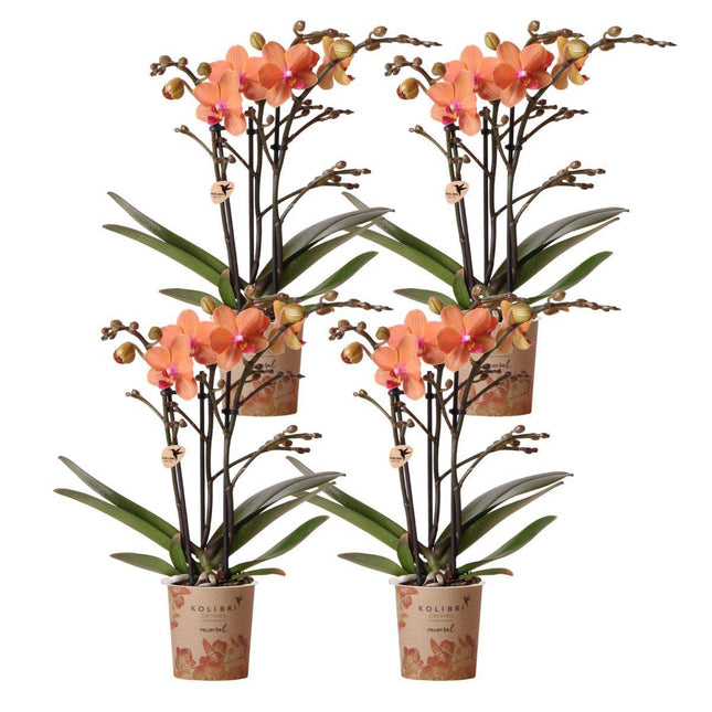 Anro Style COMBI DEAL van 4 oranje Phalaenopsis orchideeën - Bolzano - potmaat Ø9cm | bloeiende kamerplant - vers van de kweker