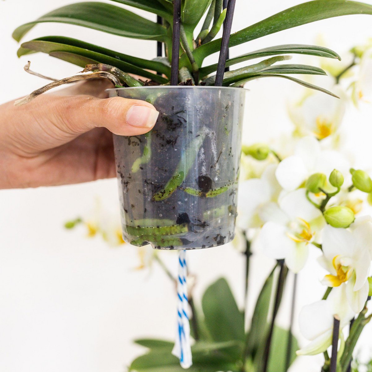 Anro Style paarse plantenset in Reed Basket incl. waterreservoir | drie paarse orchideeën Morelia 9cm en drie groene planten Rhipsalis | Jungle Bouquet paars met zelfvoorzienend waterreservoir