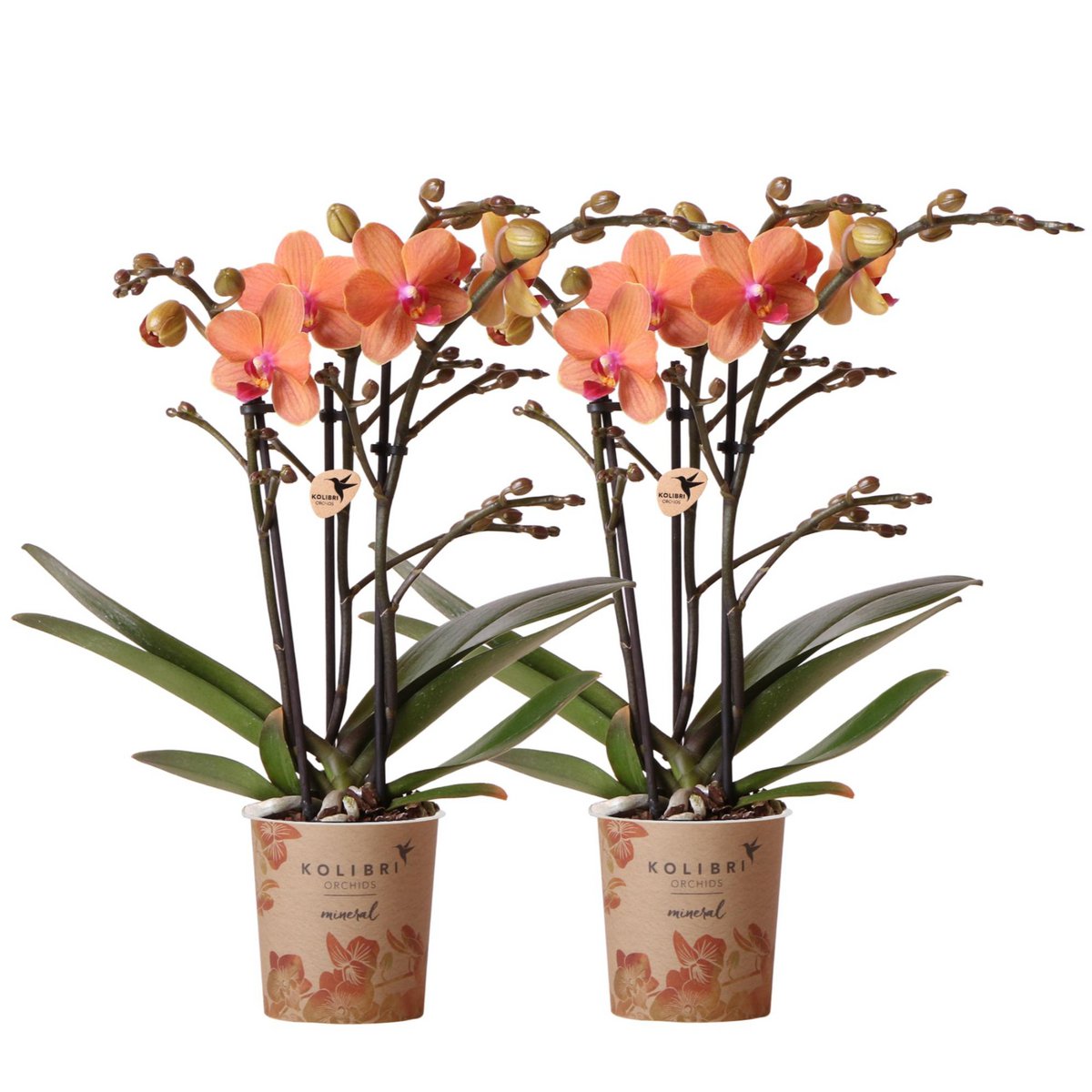 Anro Style COMBI DEAL van 2 oranje Phalaenopsis orchideeën - Bolzano - potmaat Ø9cm  bloeiende kamerplant - vers van de kweker
