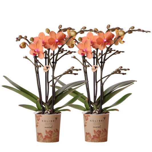 Anro Style COMBI DEAL van 2 oranje Phalaenopsis orchideeën - Bolzano - potmaat Ø9cm  bloeiende kamerplant - vers van de kweker