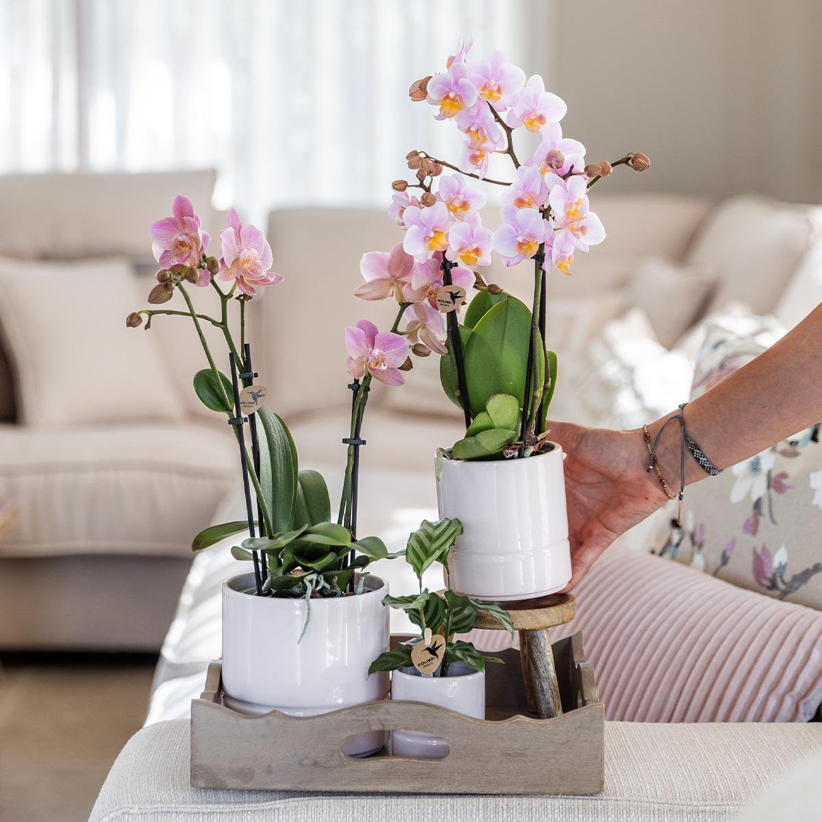 Anro Style Roze phalaenopsis orchidee - Andorra + Pastel pot white - potmaat Ø9cm | bloeiende kamerplant - vers van de kweker