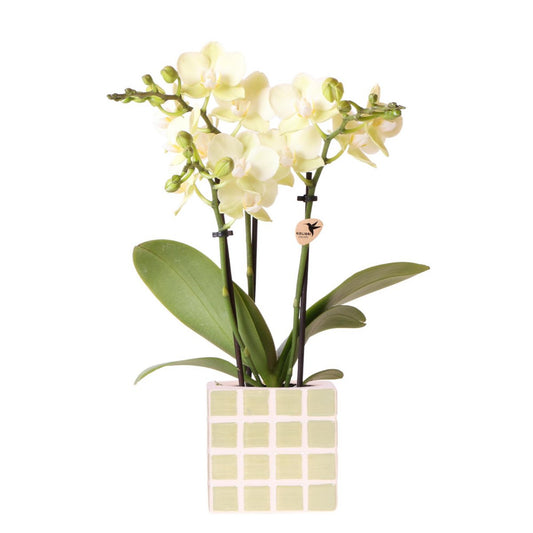 Anro Style orchidee Mexico + Mosa sierpot groen - potmaat Ø9cm | bloeiende kamerplant - vers van de kweker