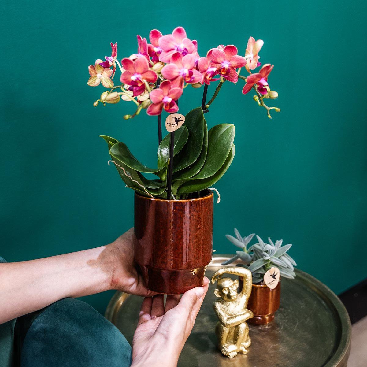 Anro Style rode Phalaenopsis orchidee - Congo + Classy red- potmaat Ø9cm | bloeiende kamerplant - vers van de kweker