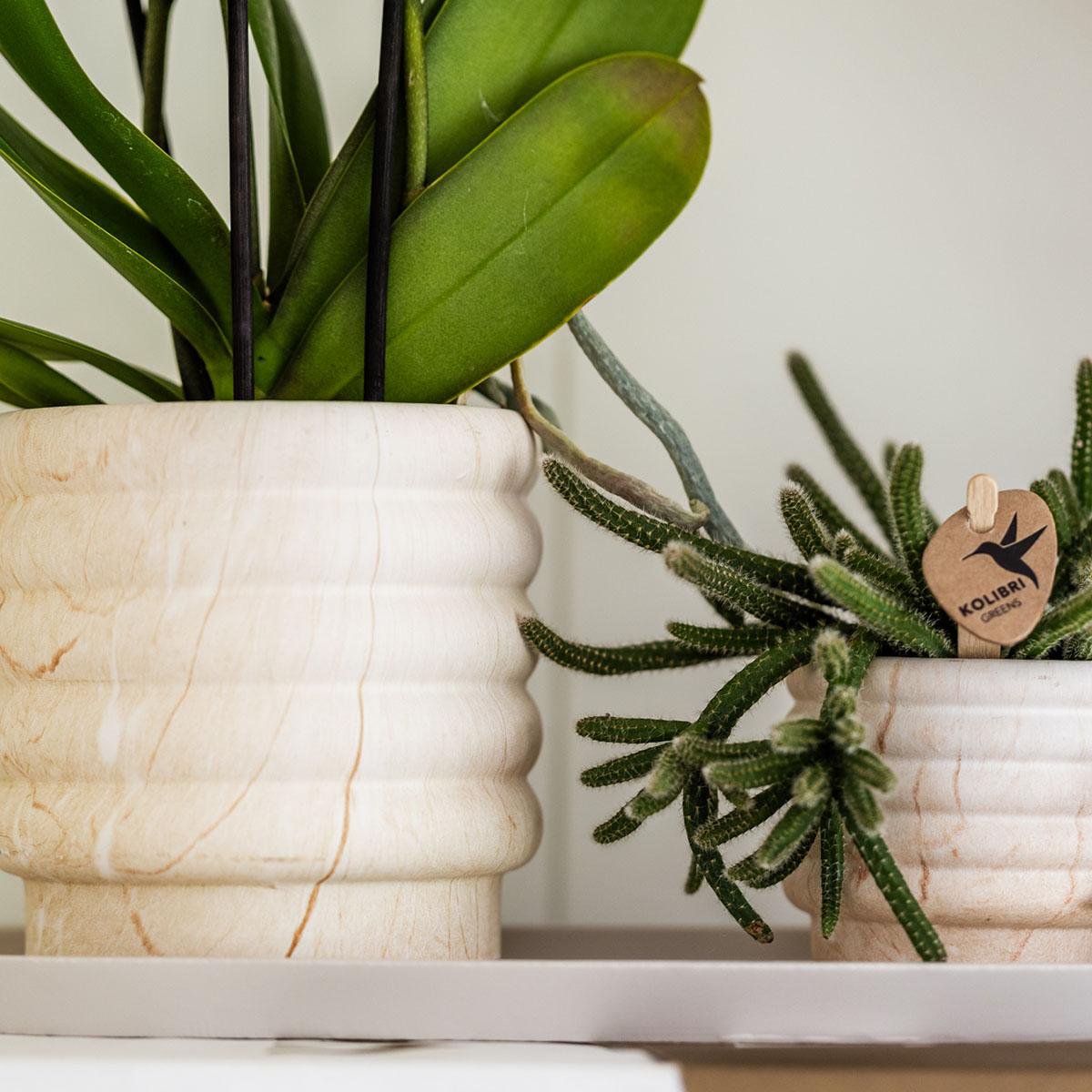 Anro Style Combi deal - Marble Light potten