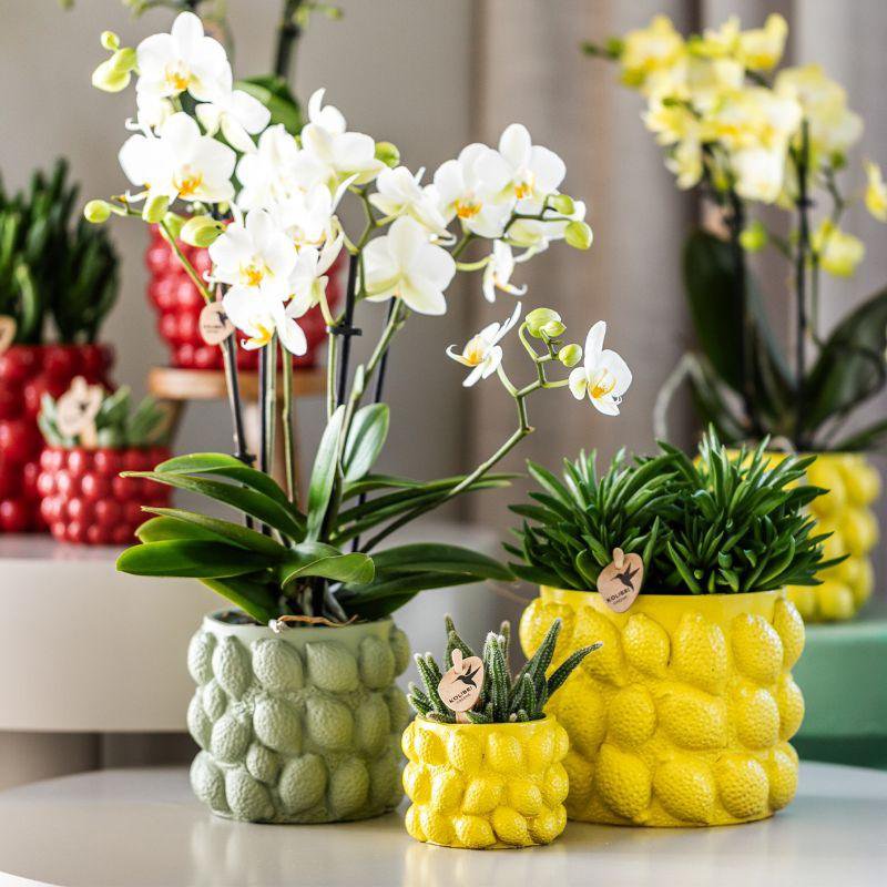 Anro Style Citrus pot groen - Ø6cm