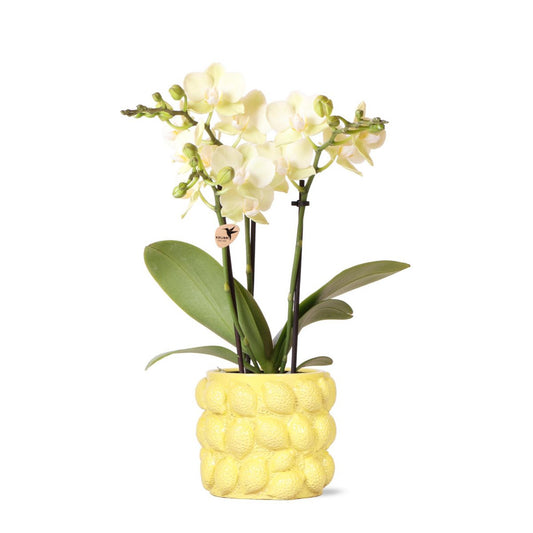 Anro Style gele Phalaenopsis orchidee - Mexico + Citrus sierpot yellow - potmaat Ø9cm | bloeiende kamerplant - vers van de kweker