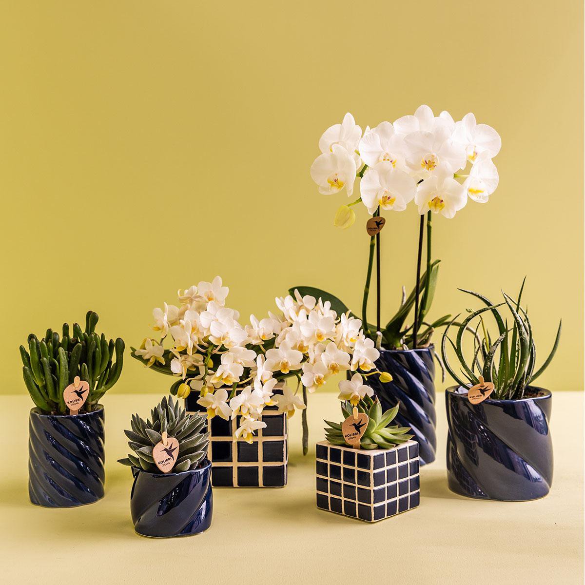 Anro Style Candy sierpot | Hoog - Blue - Ø9cm