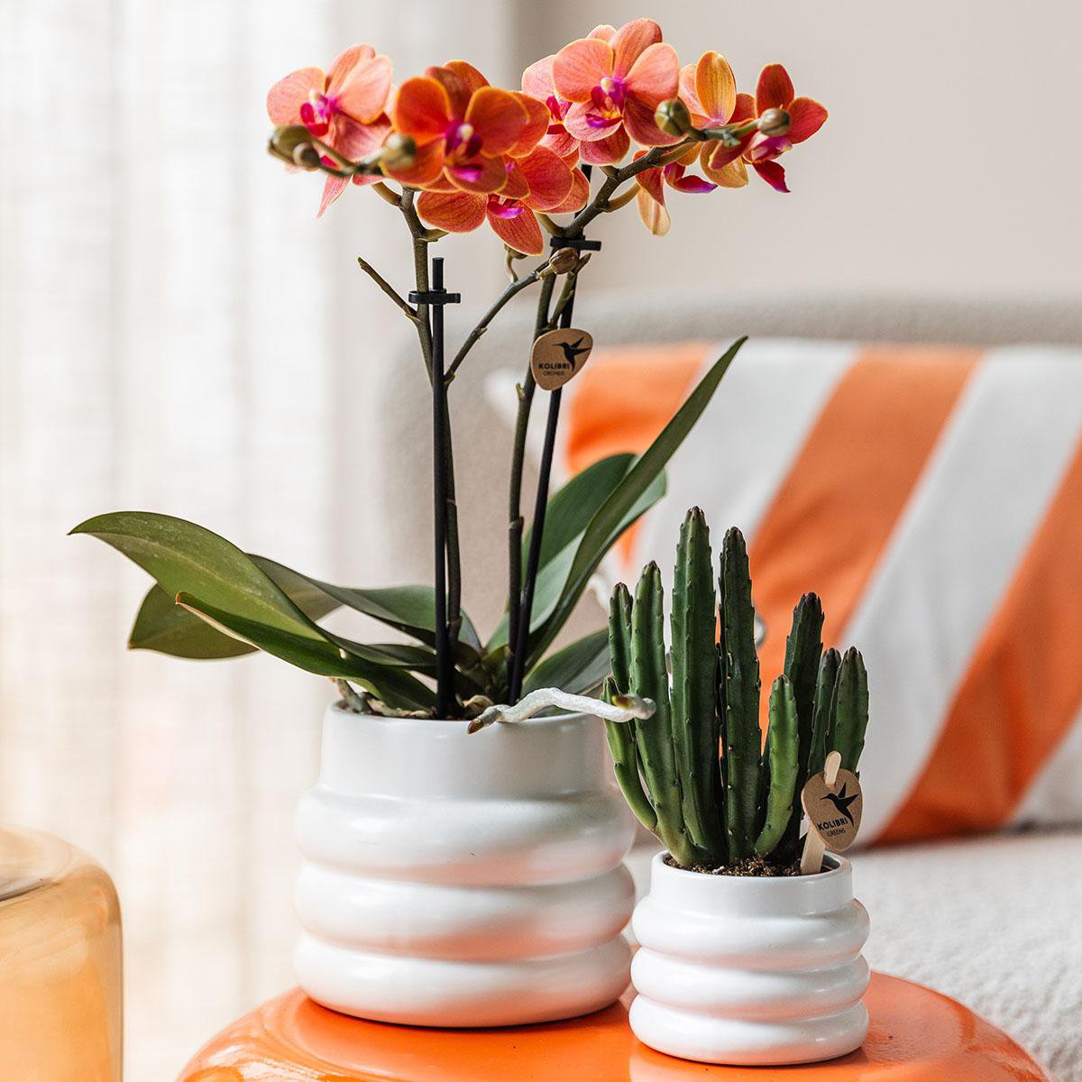 Anro Style Oranje Phalaenopsis orchidee - Mineral Bolzano + Bubble pot white - potmaat Ø9cm | bloeiende kamerplant - vers van de kweker