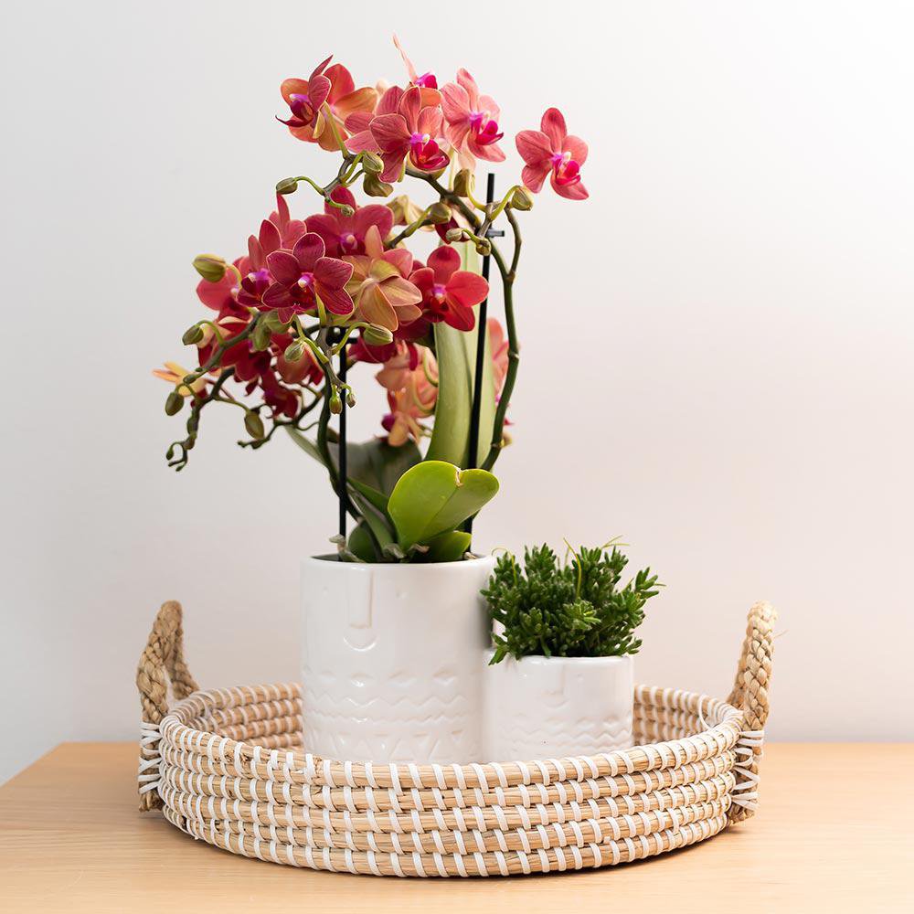 Anro Style rode Phalaenopsis orchidee Congo potmaat Ø9cm