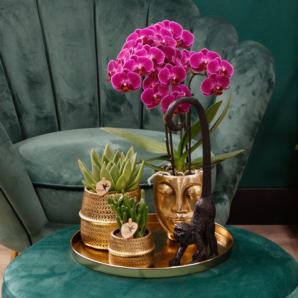 Anro Style COMBI DEAL van 4 paarse phalaenopsis orchideeën - Morelia - potmaat Ø9cm | bloeiende kamerplant - vers van de kweker