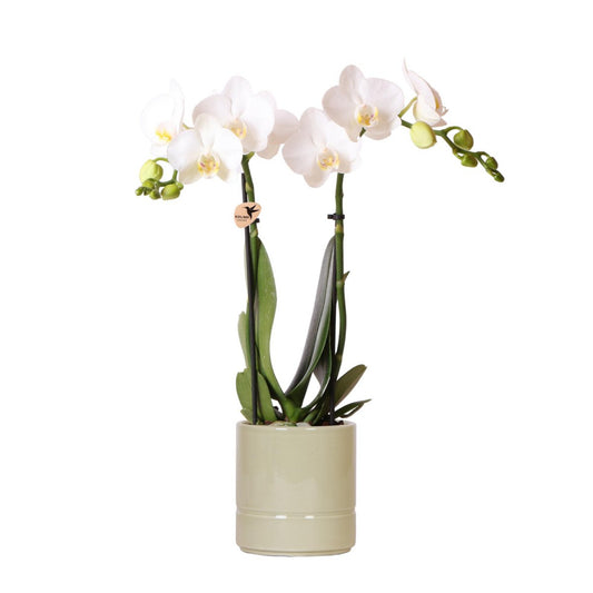 Anro Style witte Phalaenopsis orchidee - Amabilis + Pastel pot green- potmaat Ø9cm | bloeiende kamerplant - vers van de kweker
