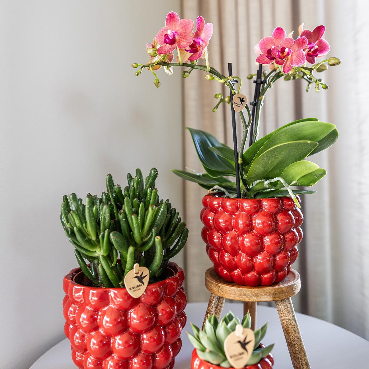 Anro Style COMBI DEAL van 4 oranje Phalaenopsis orchideeën - Congo - potmaat Ø9cm | bloeiende kamerplant - vers van de kweker