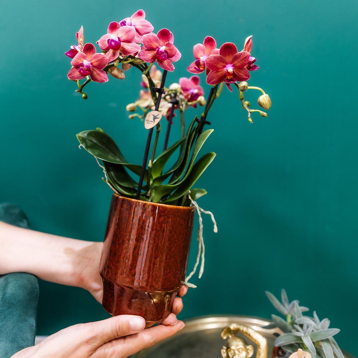 Anro Style rode Phalaenopsis orchidee - Congo + Classy red- potmaat Ø9cm | bloeiende kamerplant - vers van de kweker
