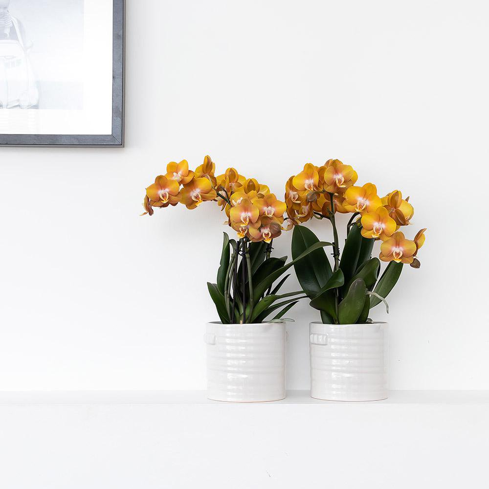 Anro Style Jug bloempot - Witte keramieken sierpot Ø9cm