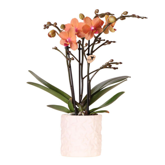 Anro Style Oranje orchidee Bolzano + Star Fish sierpot - potmaat Ø9cm | bloeiende kamerplant - vers van de kweker