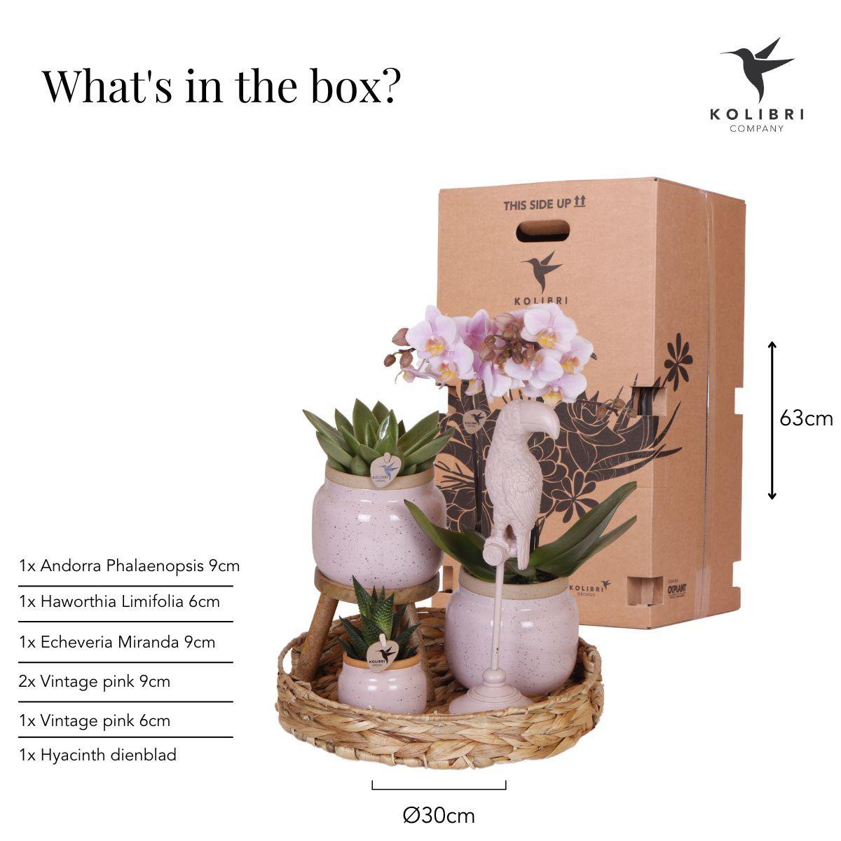 Anro Style Gift set Romantic| Plantenset met roze Phalaenopsis Orchidee en Succulenten incl. keramieken sierpotten