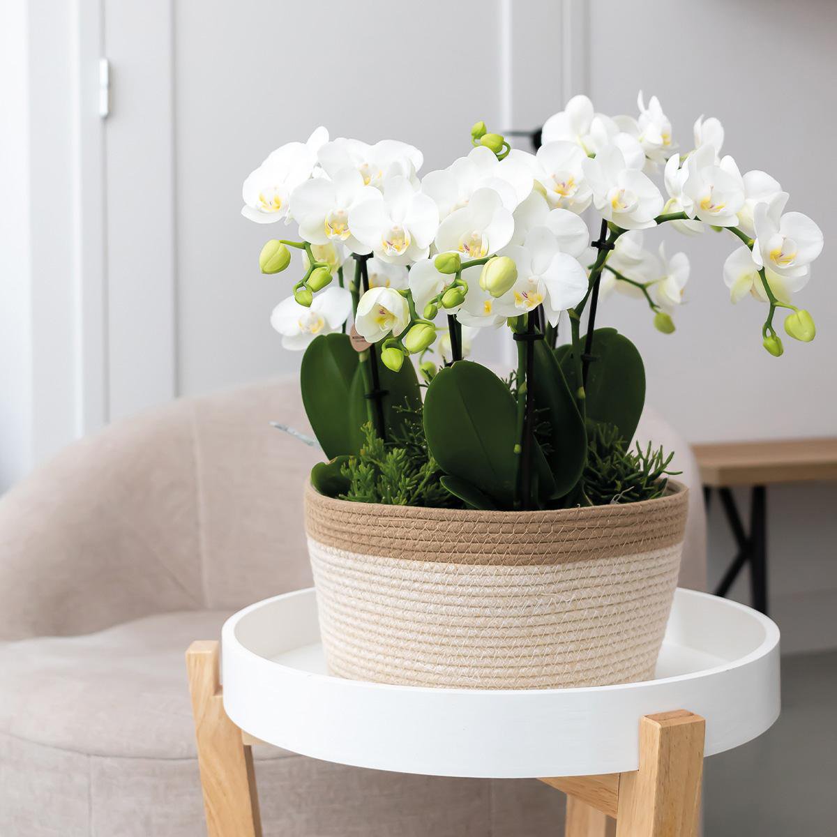 Anro Style oranje plantenset in Cotton Basket incl. waterreservoir | drie oranje orchideeën Bolzano 9cm en drie groene planten | Jungle Bouquet oranje met zelfvoorzienend waterreservoir