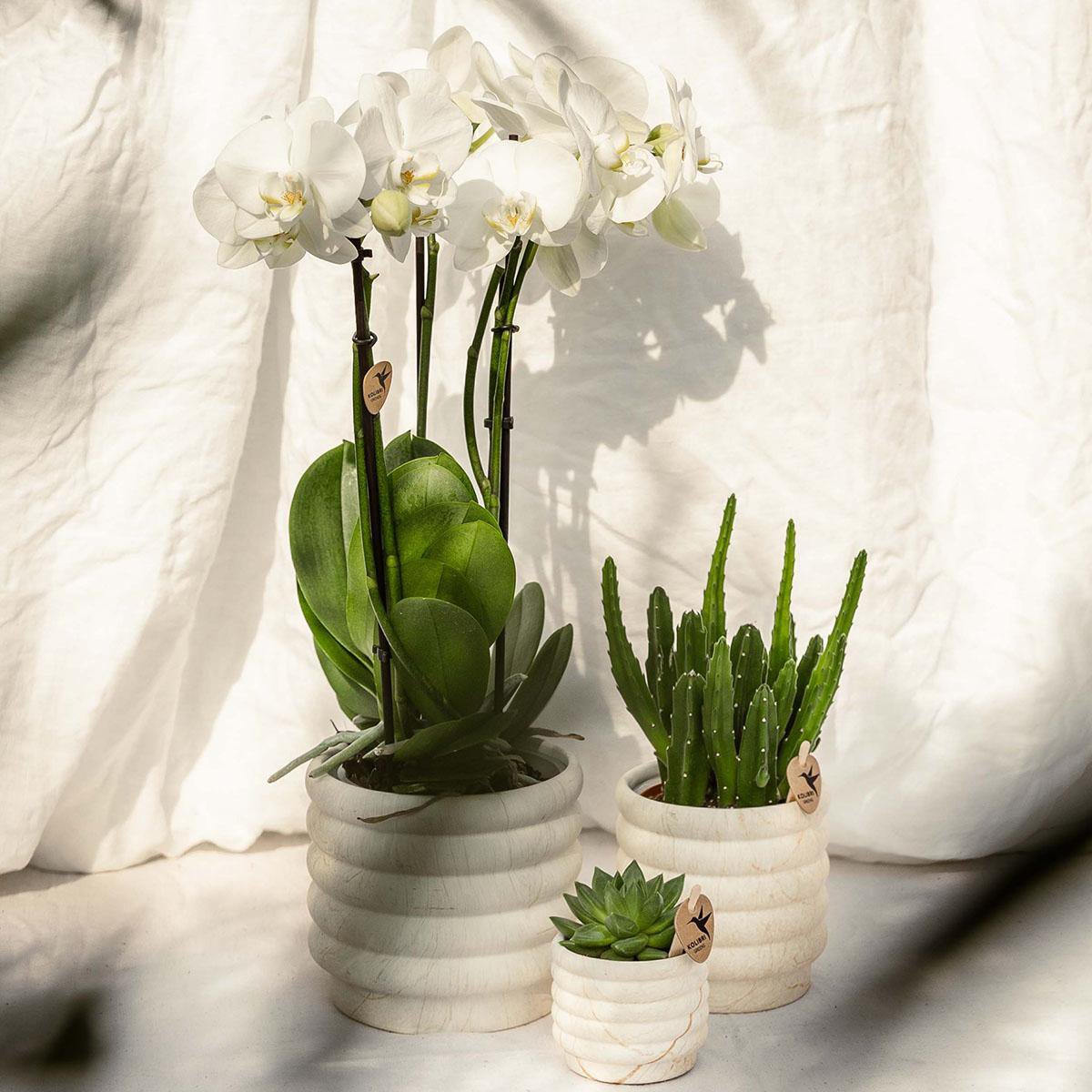 Anro Style Marble pot - Light - Ø6cm