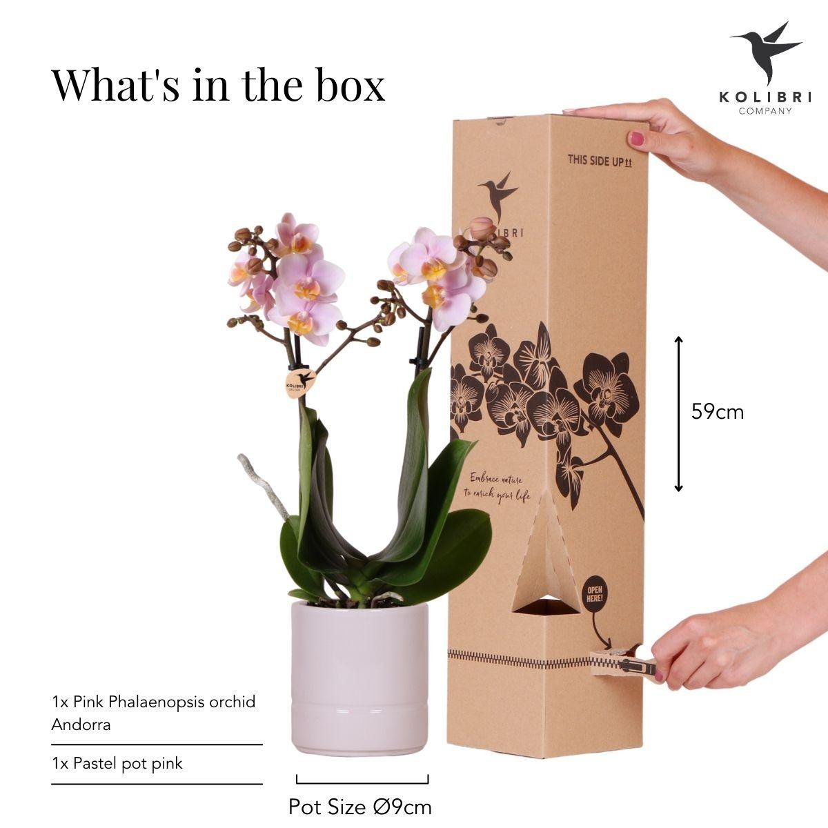 Anro Style Roze phalaenopsis orchidee - Andorra + Pastel pot pink - potmaat Ø9cm | bloeiende kamerplant - vers van de kweker