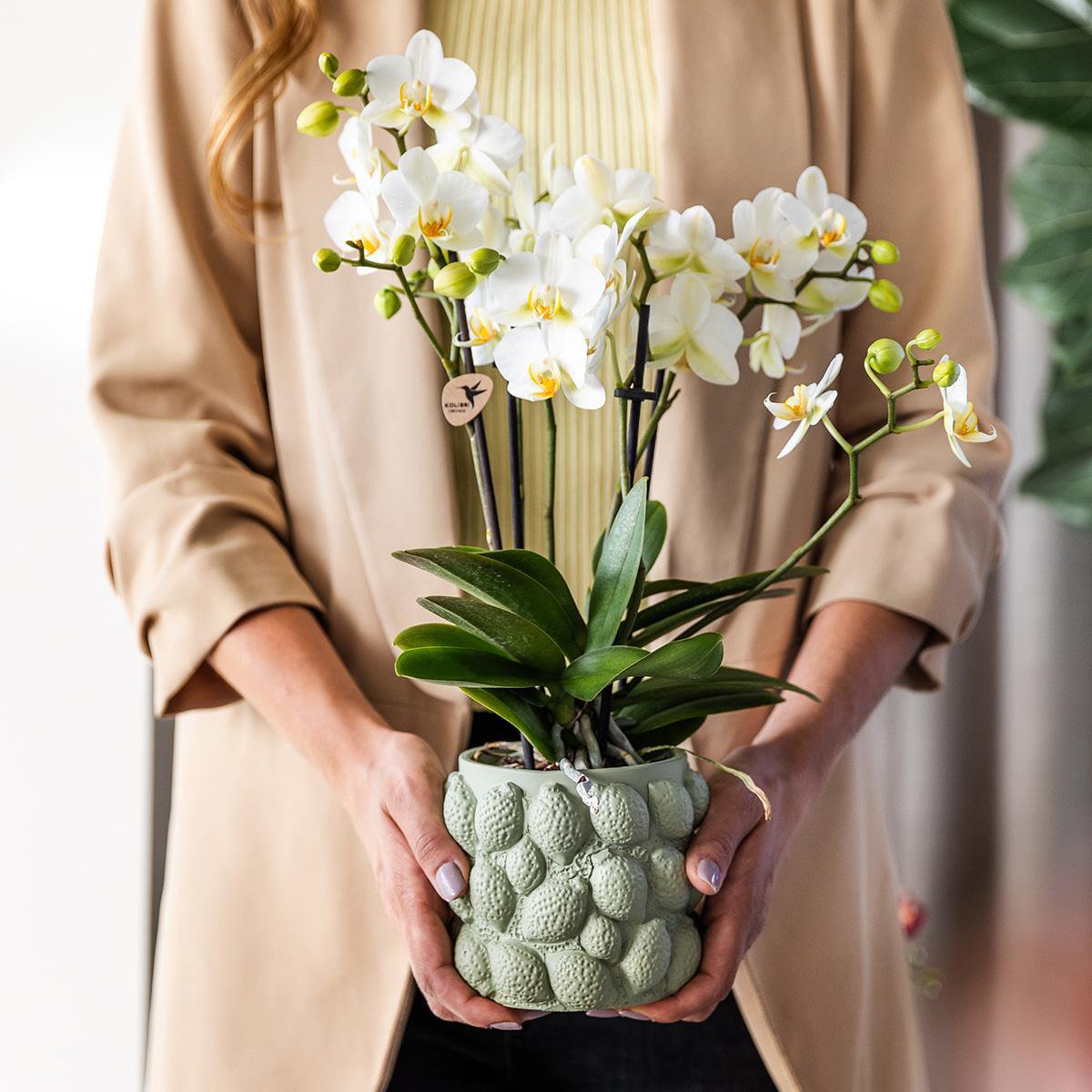 Anro Style| gele Phalaenopsis orchidee – Mexico + Citrus sierpot green – potmaat Ø9cm| bloeiende kamerplant in bloempot - vers van de kweker