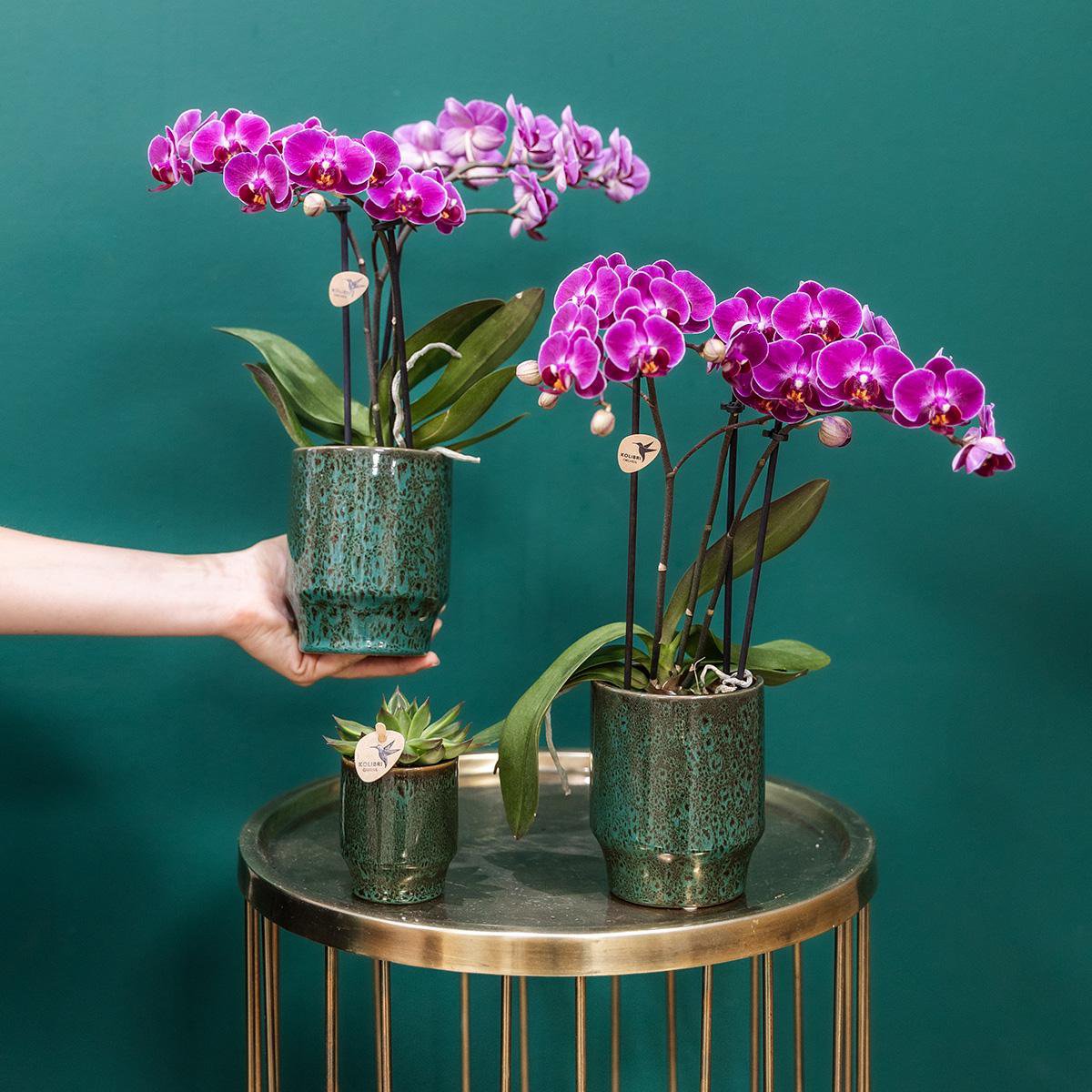 Anro Style Paarse phalaenopsis orchidee - Morelia Classy green- potmaat Ø9cm | bloeiende kamerplant - vers van de kweker