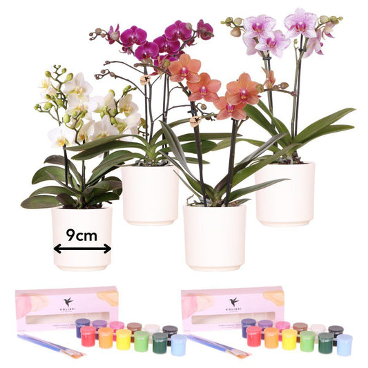 Anro Style Verfpakket voor het schilderen van 4 bloempotten + orchideeën | voor 4 personen | Beginnende artiest