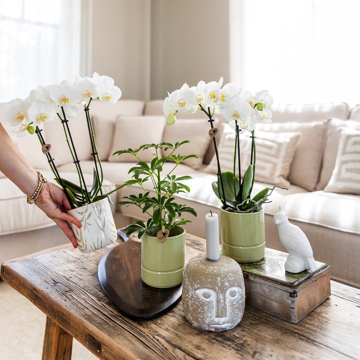 Anro Style witte Phalaenopsis orchidee - Amabilis + Pastel pot green- potmaat Ø9cm | bloeiende kamerplant - vers van de kweker