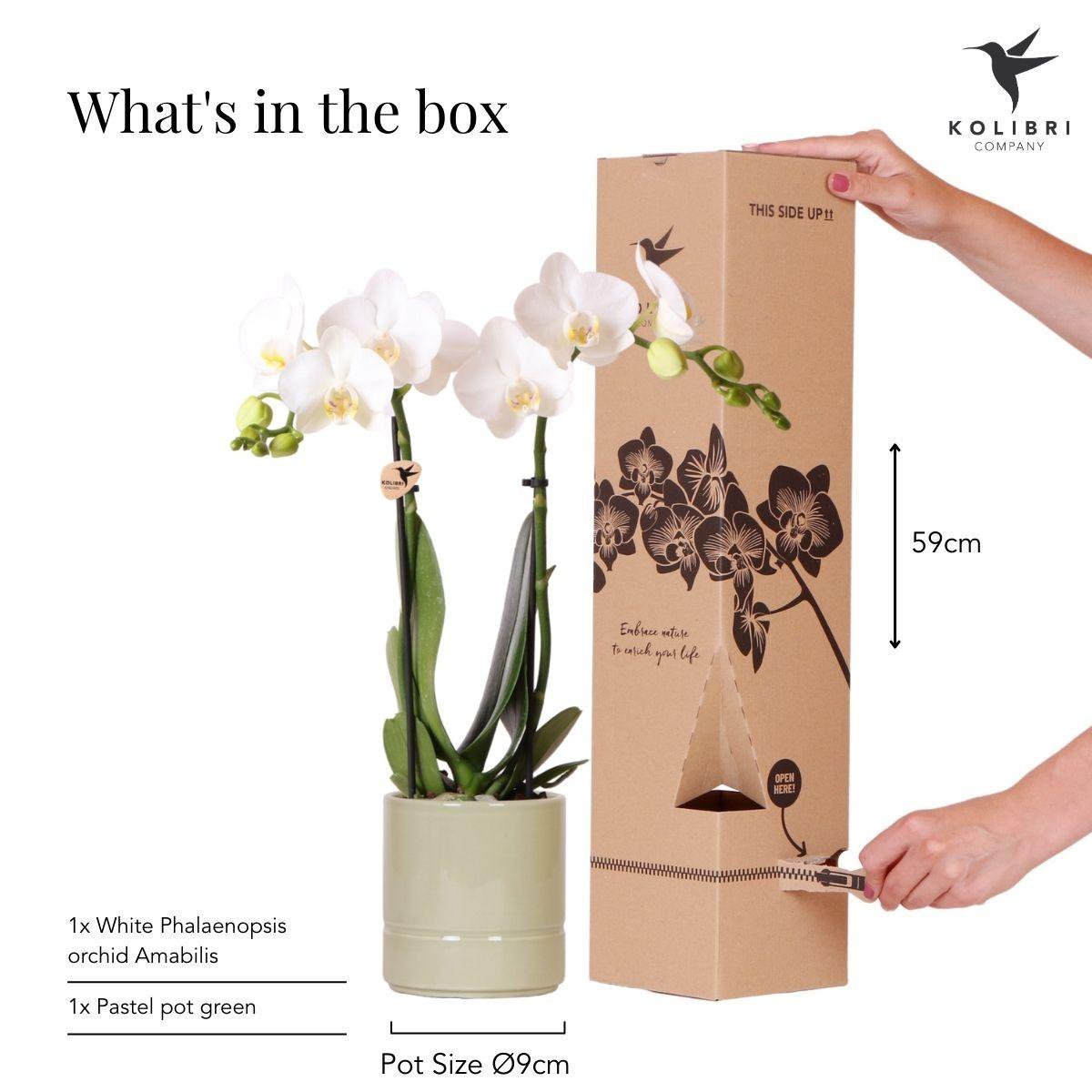 Anro Style witte Phalaenopsis orchidee - Amabilis + Pastel pot green- potmaat Ø9cm | bloeiende kamerplant - vers van de kweker