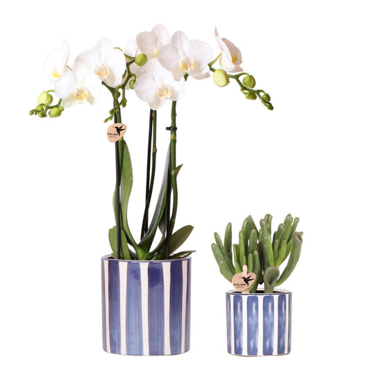 Anro Style Set van witte Phalaenopsis orchidee Amabilis en Succulent Crassula Hobbit in Painted Stripe pot blauw - potmaat Ø9cm + Ø6cm | bloeiende kamerplant - vers van de kweker