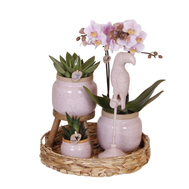 Anro Style Gift set Romantic| Plantenset met roze Phalaenopsis Orchidee en Succulenten incl. keramieken sierpotten