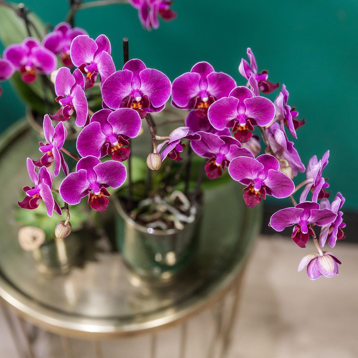 Anro Style Paarse phalaenopsis orchidee - Morelia Classy green- potmaat Ø9cm | bloeiende kamerplant - vers van de kweker