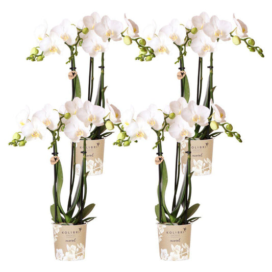 Anro Style COMBI DEAL van 4 witte Phalaenopsis orchideeën - Amabilis - potmaat Ø9cm | bloeiende kamerplant - vers van de kweker
