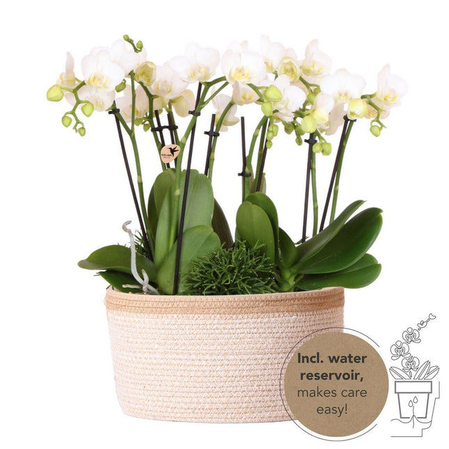 Anro Style witte plantenset in Cotton Basket incl. waterreservoir | drie witte orchideeën Amabilis 9cm en drie groene planten | Jungle Bouquet wit met zelfvoorzienend waterreservoir