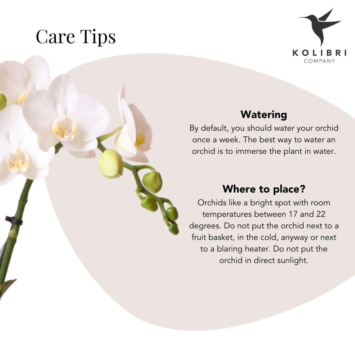 Anro Style Witte Phalaenopsis orchidee - Amabilis + Elite pot silver- potmaat Ø9cm - 35cm hoog vers van de kweker