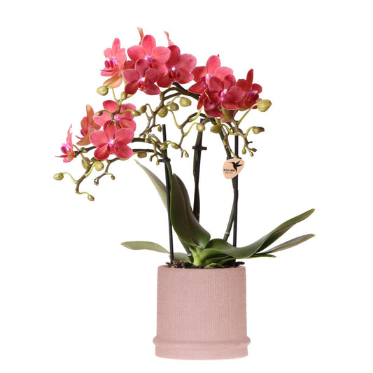 Anro Style Rode orchidee Congo + Bali sierpot sand - potmaat Ø9cm | bloeiende kamerplant - vers van de kweker