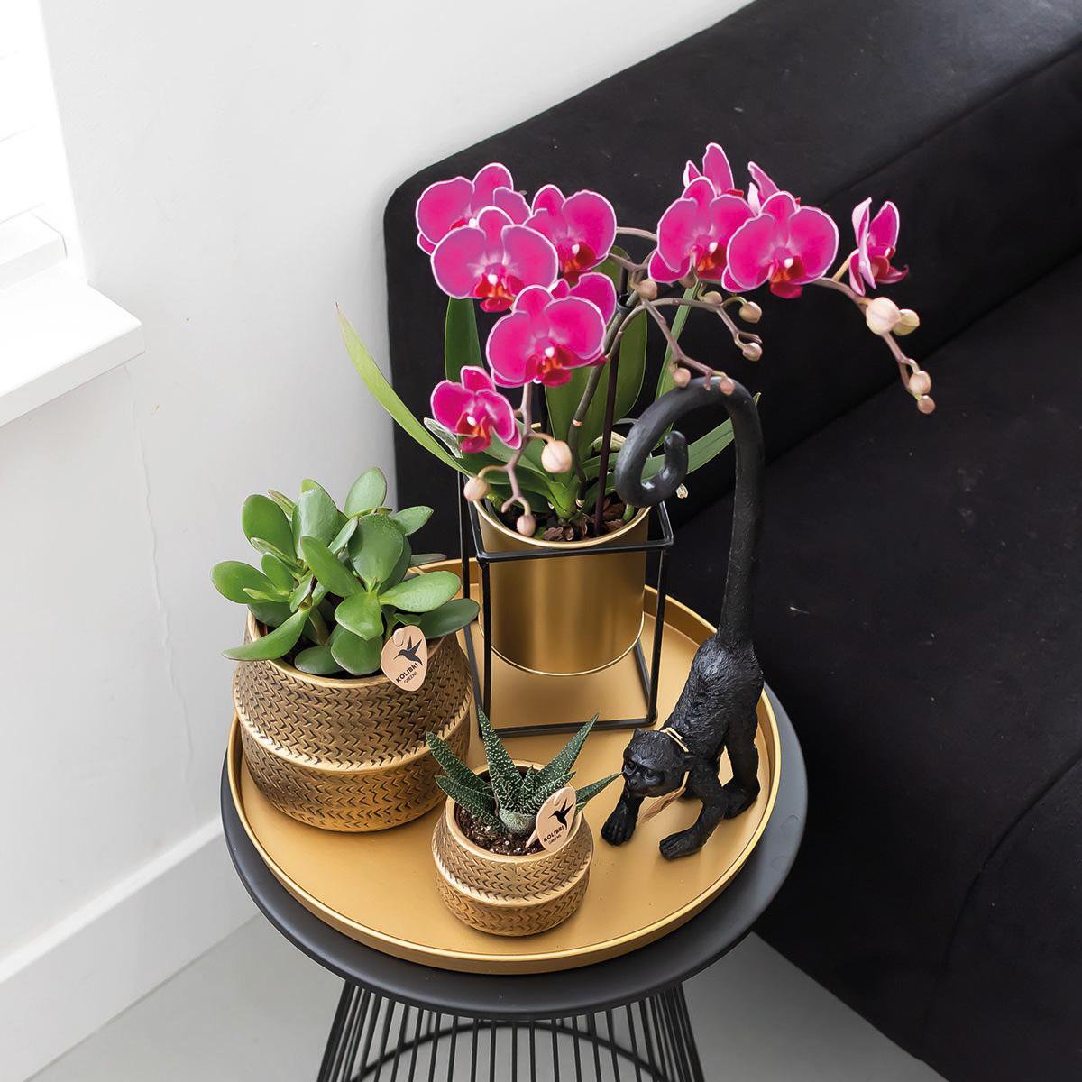 Anro Style COMBI DEAL van 2 paarse phalaenopsis orchideeën - Morelia - potmaat Ø9cm | bloeiende kamerplant - vers van de kweker