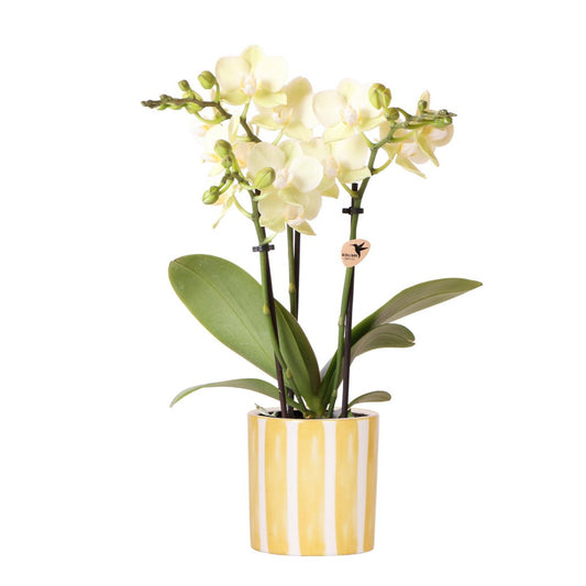Anro Style gele Phalaenopsis orchidee - Mexico + Painted Stripe pot yellow - potmaat Ø9cm | bloeiende kamerplant - vers van de kweker