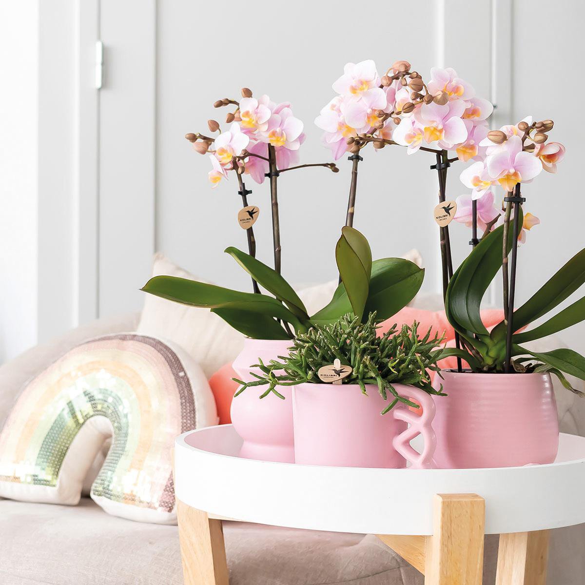 Anro Style COMBI DEAL van 2 Roze phalaenopsis orchideeën - Andorra - potmaat Ø9cm | bloeiende kamerplant - vers van de kweker