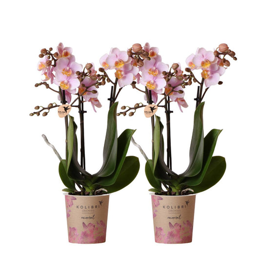 Anro Style COMBI DEAL van 2 Roze phalaenopsis orchideeën - Andorra - potmaat Ø9cm | bloeiende kamerplant - vers van de kweker