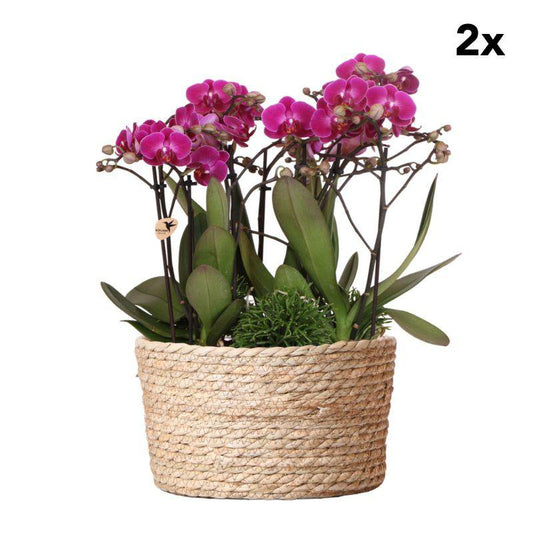 Anro Style 2 stuks | paarse plantenset in Reed basket incl. waterreservoir | drie paarse orchideeën en drie groene planten | Jungle Bouquet paarse met zelfvoorzienend waterreservoir