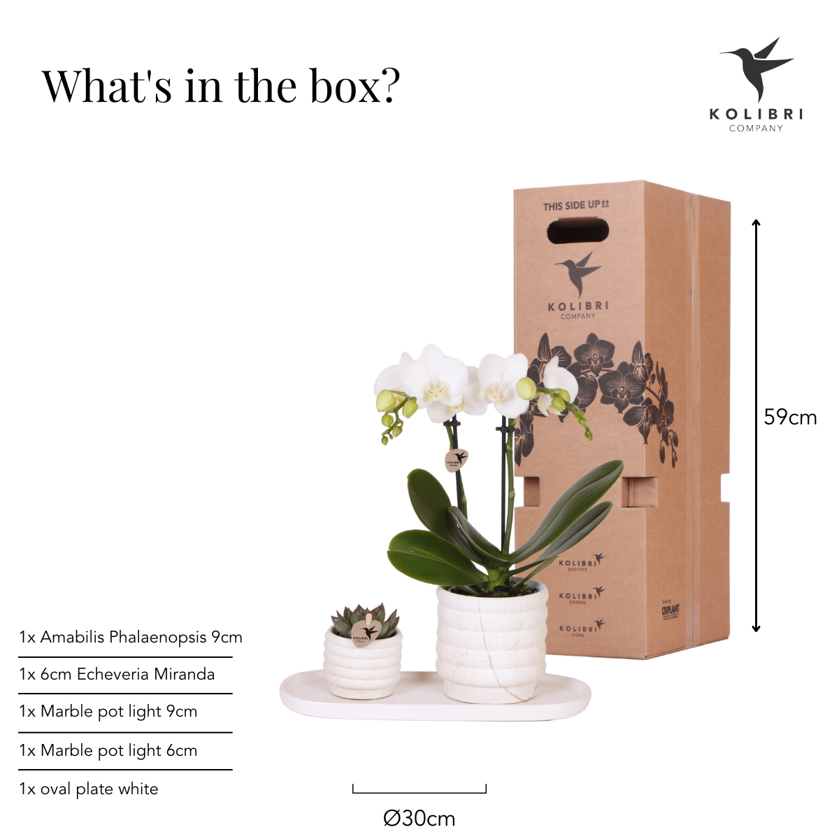 Anro Style Plantenset Slow Living small  | Witte Phalaenopsis Orchidee Lausanne en Succulent incl. keramieken sierpotten op wit organisch dienblad