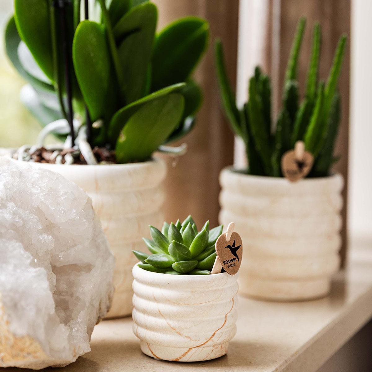 Anro Style Plantenset Slow Living small  | Witte Phalaenopsis Orchidee Lausanne en Succulent incl. keramieken sierpotten op wit organisch dienblad