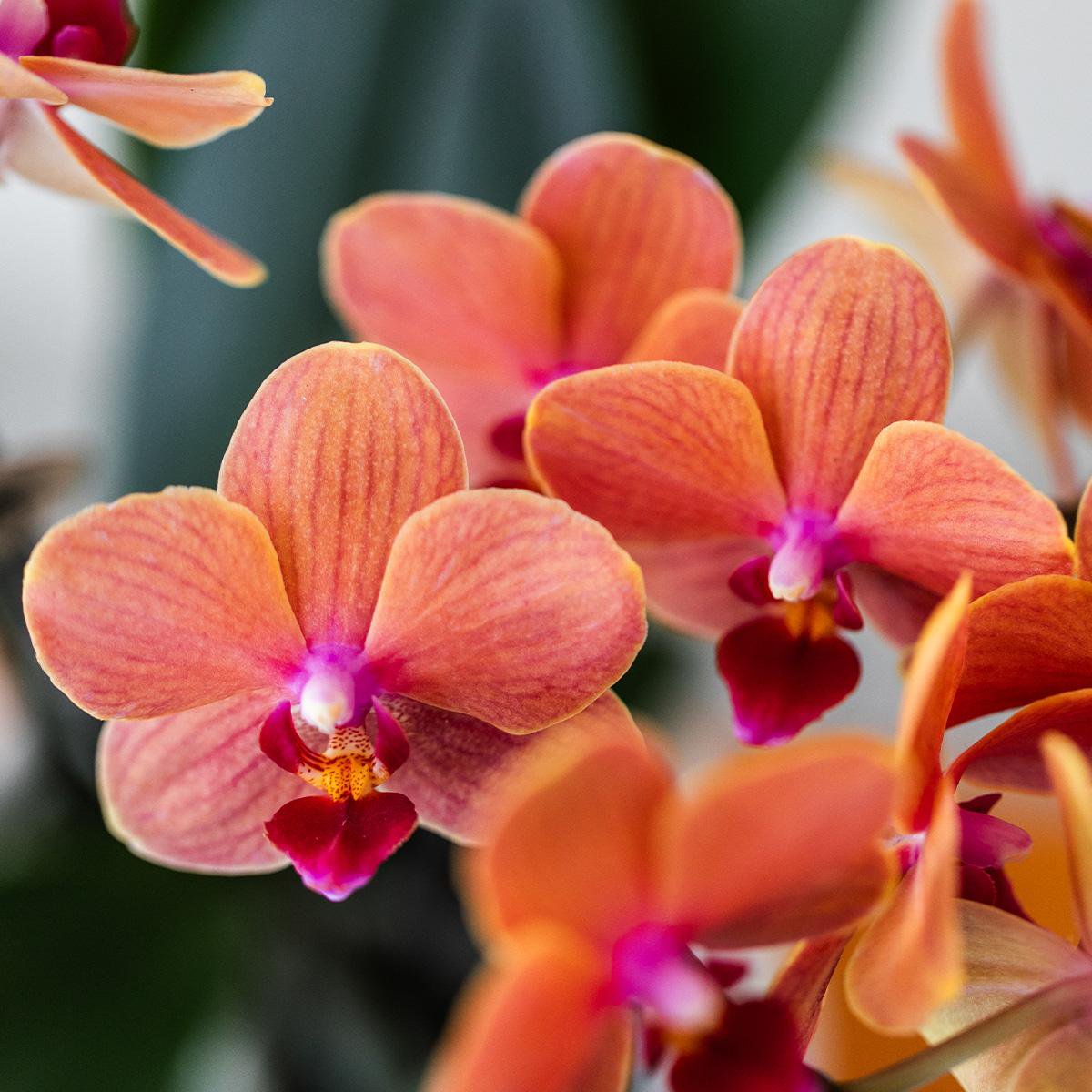 Anro Style Oranje Phalaenopsis orchidee - Mineral Bolzano + Bubble pot white - potmaat Ø9cm | bloeiende kamerplant - vers van de kweker