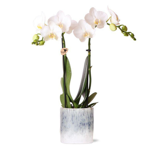 Anro Style witte Phalaenopsis orchidee – Amabilis + Sky pot – potmaat Ø9cm | bloeiende kamerplant in bloempot - vers van de kweker