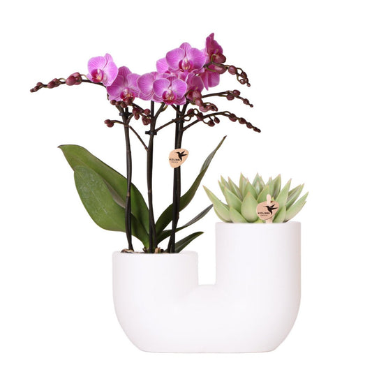 Anro Style Set van roze orchidee Vienna en succulent in Tube sierpot wit - potmaat Ø9cm | bloeiende kamerplant - vers van de kweker