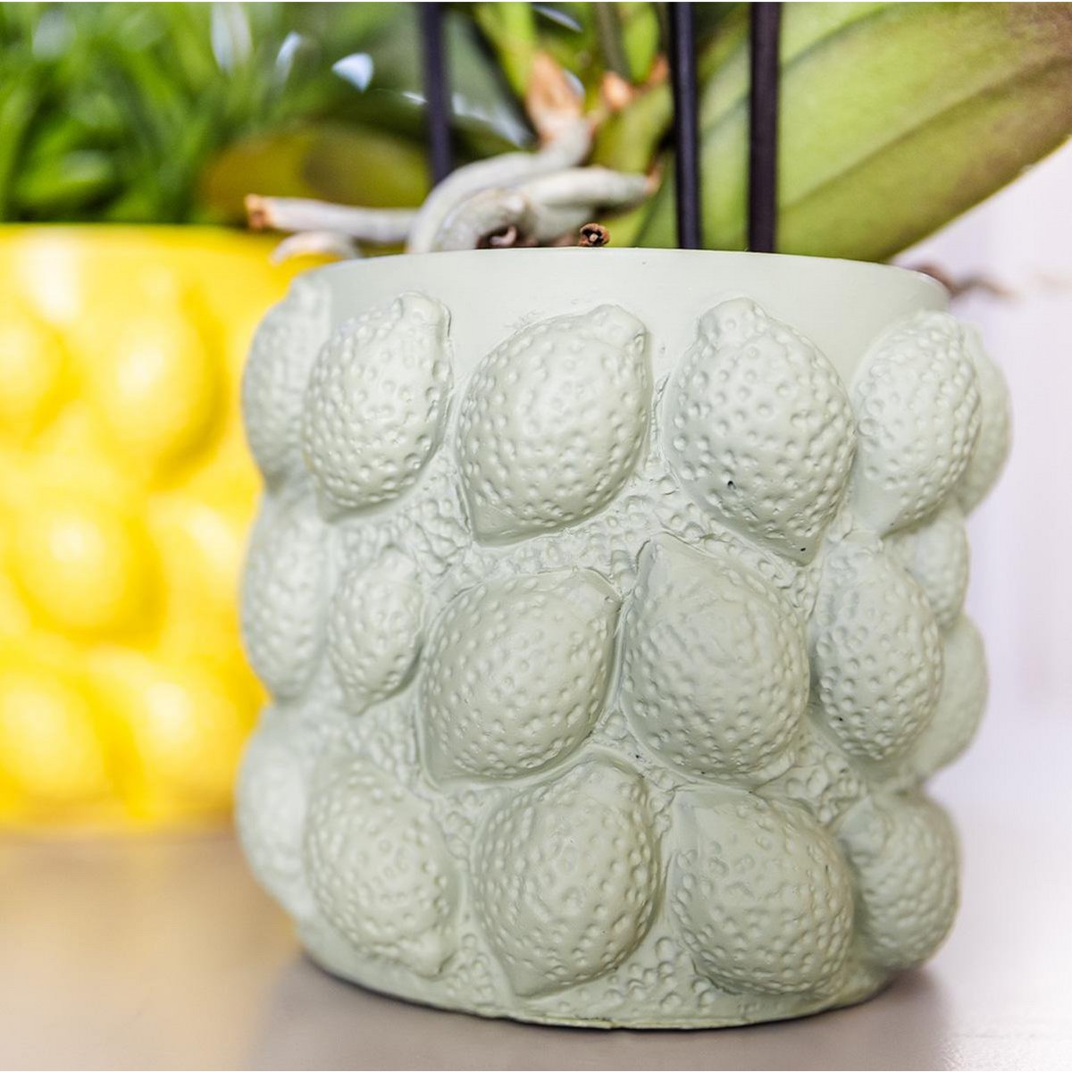 Anro Style| gele Phalaenopsis orchidee – Mexico + Citrus sierpot green – potmaat Ø9cm| bloeiende kamerplant in bloempot - vers van de kweker