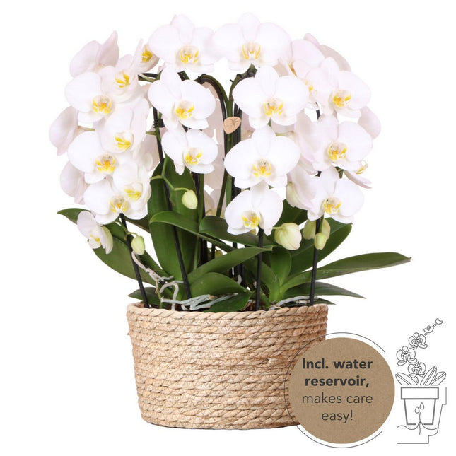 AnroStyle&Living  Orchids | witte orchideeënset in Reed Basket incl. waterreservoir | drie gebogen witte orchideeën Niagara Fall 12cm | Mono Bouquet wit met zelfvoorzienend waterreservoir
