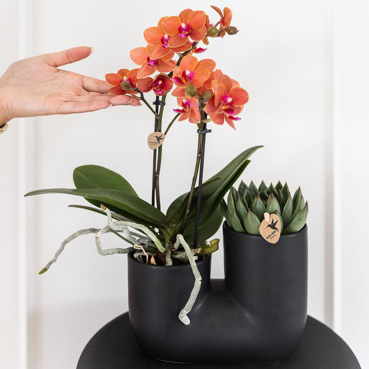 Anro Style Set van oranje orchidee Bolzano en succulent in Tube sierpot black - potmaat Ø9cm | bloeiende kamerplant - vers van de kweker