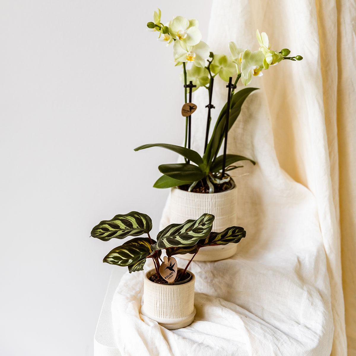 Anro Style Bali sierpot - Off White - Ø9cm